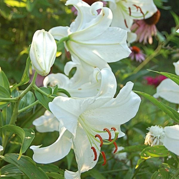 Lilium 'Casa Blanca' 4 Lilium 'Casa Blanca' - Image 2