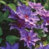 Clematis 'The President' 2 Clematis 'The President' -Planticaa Sales Store x600 26444
