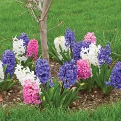 Hyacinthus May Day Bouquet Mix -Planticaa Sales Store x600 26545