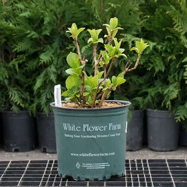 Hydrangea Macrophylla Everlasting® Revolution 7 Hydrangea Macrophylla Everlasting® Revolution - Image 5