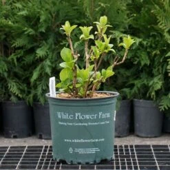 Hydrangea Macrophylla 'Wedding Gown' 9 Hydrangea Macrophylla 'Wedding Gown' -Planticaa Sales Store x600 26579