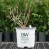 Hydrangea Paniculata Little Lime® - 1 Gallon Pot 2 Hydrangea Paniculata Little Lime® - 1 Gallon Pot -Planticaa Sales Store x600 26580 2