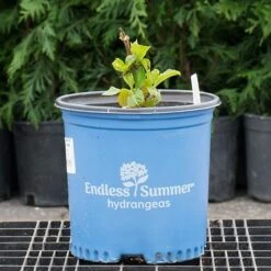 Hydrangea Macrophylla Endless Summer® Summer Crush® 9 Hydrangea Macrophylla Endless Summer® Summer Crush® -Planticaa Sales Store x600 26581 1