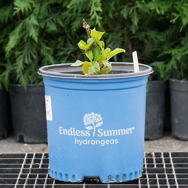 Hydrangea Macrophylla Endless Summer® 10 Hydrangea Macrophylla Endless Summer® - Image 8