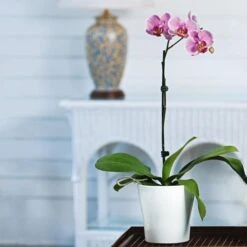 Pink Moth Orchid In 5" White Ceramic Cachepot -Planticaa Sales Store x600 26585