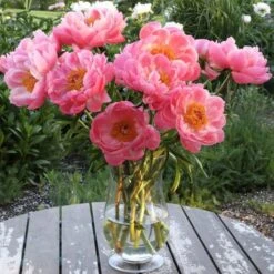 Peony 'Coral Charm' -Planticaa Sales Store x600 26594