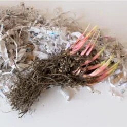 Iris Sibirica 'Caesar's Brother' -Planticaa Sales Store x600 26633