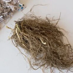 Phlox 'Fashionably Early Princess' -Planticaa Sales Store x600 26634