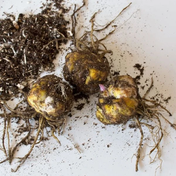 Lilium 'Casa Blanca' 3 Lilium 'Casa Blanca'