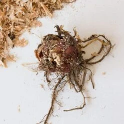 Lilium 'Eyeliner' -Planticaa Sales Store x600 26637 18