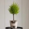 Lemon Cypress Topiary In 5" Birch Cachepot 2 Lemon Cypress Topiary In 5" Birch Cachepot -Planticaa Sales Store x600 26846