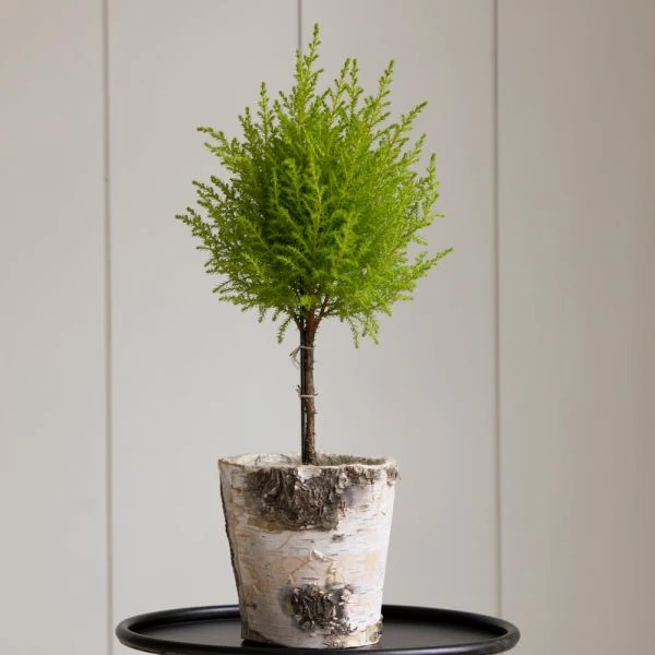 Lemon Cypress Topiary In 5" Birch Cachepot 3 Lemon Cypress Topiary In 5" Birch Cachepot