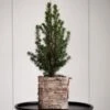 Dwarf Alberta Spruce Tree In 4" Square Birch Cachepot 1 Dwarf Alberta Spruce Tree In 4" Square Birch Cachepot -Planticaa Sales Store x600 26847