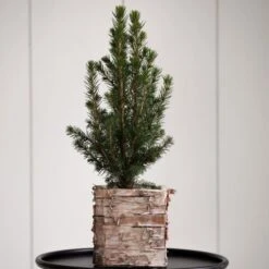 Dwarf Alberta Spruce Tree In 4" Square Birch Cachepot
