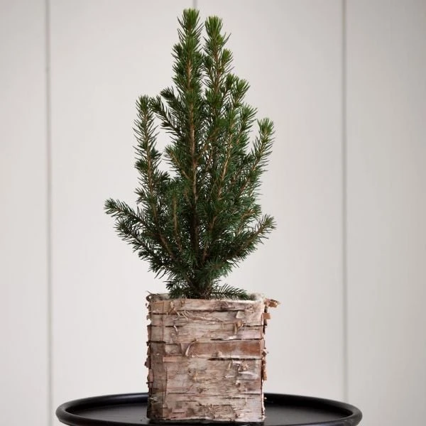 Dwarf Alberta Spruce Tree In 4" Square Birch Cachepot 3 Dwarf Alberta Spruce Tree In 4" Square Birch Cachepot