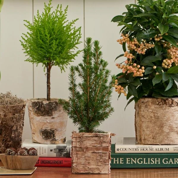 Dwarf Alberta Spruce Tree In 4" Square Birch Cachepot 4 Dwarf Alberta Spruce Tree In 4" Square Birch Cachepot - Image 2