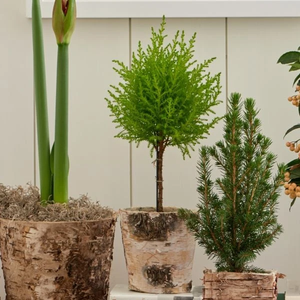 Lemon Cypress Topiary In 5" Birch Cachepot 4 Lemon Cypress Topiary In 5" Birch Cachepot - Image 2