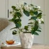 Stephanotis In 5" Ceramic Cachepot -Planticaa Sales Store x600 26903