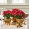 Trio Of Red Poinsettias In Golden Cachepots -Planticaa Sales Store x600 26925