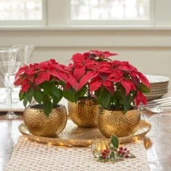 Trio Of Red Poinsettias In Golden Cachepots