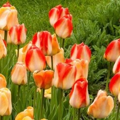 Next Generation Perennial Tulip Mix 21 Next Generation Perennial Tulip Mix -Planticaa Sales Store x600 27078