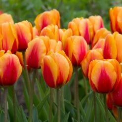 Next Generation Perennial Tulip Mix 23 Next Generation Perennial Tulip Mix -Planticaa Sales Store x600 27082
