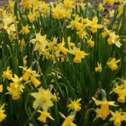 Narcissus 'Tête-à-Tête' -Planticaa Sales Store x600 27097