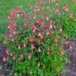 Aquilegia Canadensis 13 Aquilegia Canadensis -Planticaa Sales Store x600 27324