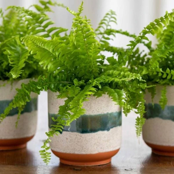 Sanya Bay Ceramic Cachepot 3 Sanya Bay Ceramic Cachepot