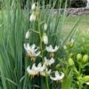 Lilium Martagon 'Snowy Morning' -Planticaa Sales Store x600 27445