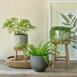 Senecio String Of Pearls In White Fiberstone Bowl -Planticaa Sales Store x600 27550