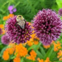 Allium Sphaerocephalon -Planticaa Sales Store x600 27599