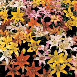 Lilium Naturalizing Mix -Planticaa Sales Store x600 27732