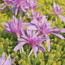 Colchicum 'Waterlily' 9 Colchicum 'Waterlily' -Planticaa Sales Store x600 27748