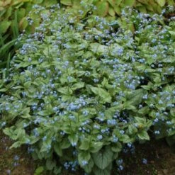 Brunnera Macrophylla 'Jack Frost' -Planticaa Sales Store x600 27777