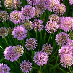 Allium 'Millenium' 13 Allium 'Millenium' -Planticaa Sales Store x600 27880