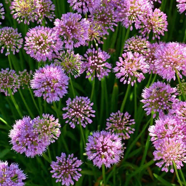 Allium 'Millenium' 8 Allium 'Millenium' - Image 6