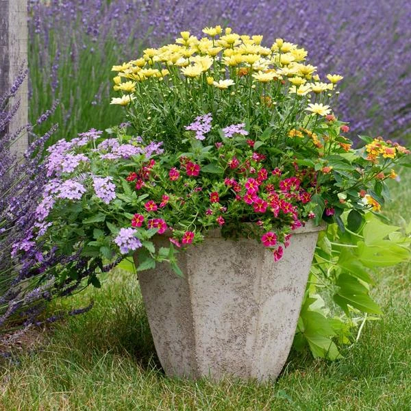 Milano Octagon Planter 4 Milano Octagon Planter - Image 2