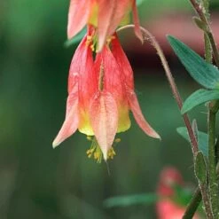 Aquilegia Canadensis 14 Aquilegia Canadensis -Planticaa Sales Store x600 28244