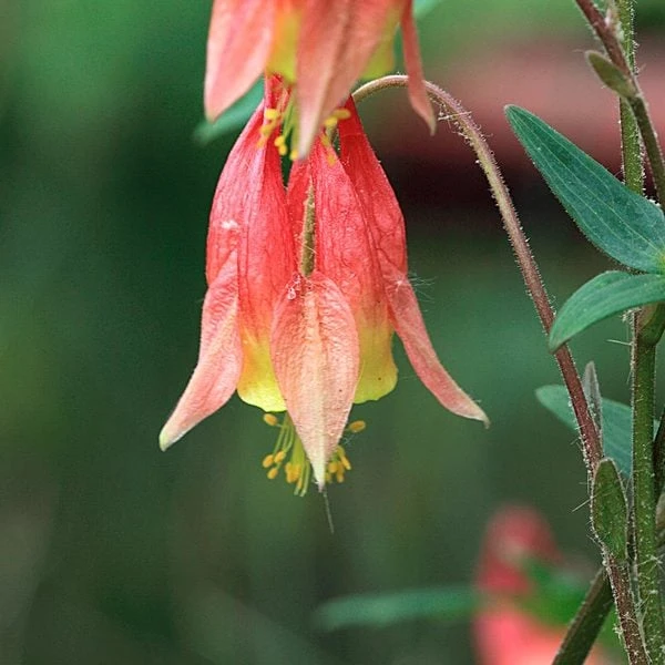 Aquilegia Canadensis 8 Aquilegia Canadensis - Image 6