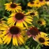 Echinacea Purpurea Butterfly™ Yellow Rainbow Marcella -Planticaa Sales Store x600 28284