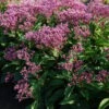 Eupatorium Purpureum Euphoria™ Ruby 1 Eupatorium Purpureum Euphoria™ Ruby -Planticaa Sales Store x600 28288