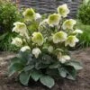 Helleborus Frostkiss® Molly's White -Planticaa Sales Store x600 28423