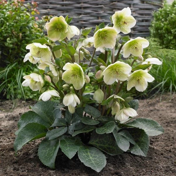 Helleborus Frostkiss® Molly's White 3 Helleborus Frostkiss® Molly's White