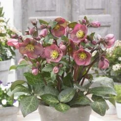 Helleborus Frostkiss® Pippa's Purple 7 Helleborus Frostkiss® Pippa's Purple -Planticaa Sales Store x600 28424
