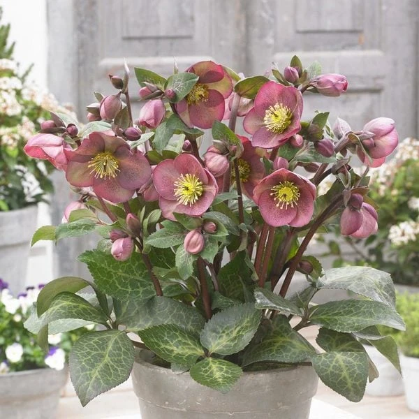 Helleborus Frostkiss® Pippa's Purple 5 Helleborus Frostkiss® Pippa's Purple - Image 3