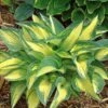 Hosta 'June' -Planticaa Sales Store x600 28428