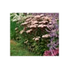 Sedum Telephium 'Matrona' -Planticaa Sales Store x600 2857
