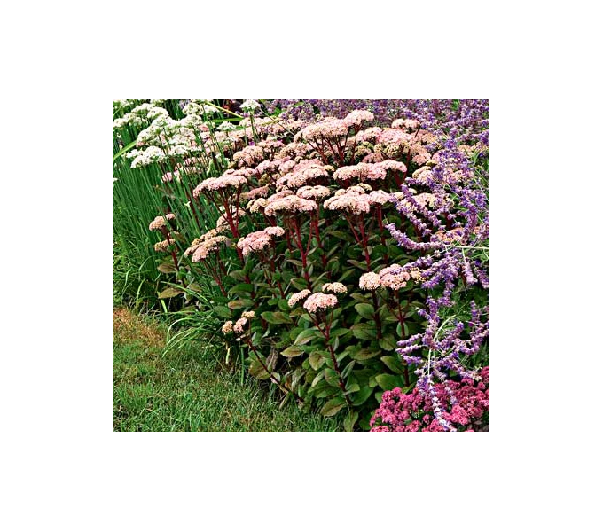 Sedum Telephium 'Matrona' 3 Sedum Telephium 'Matrona'