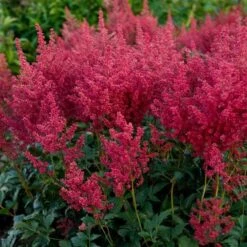 Astilbe 'Montgomery' -Planticaa Sales Store x600 28659